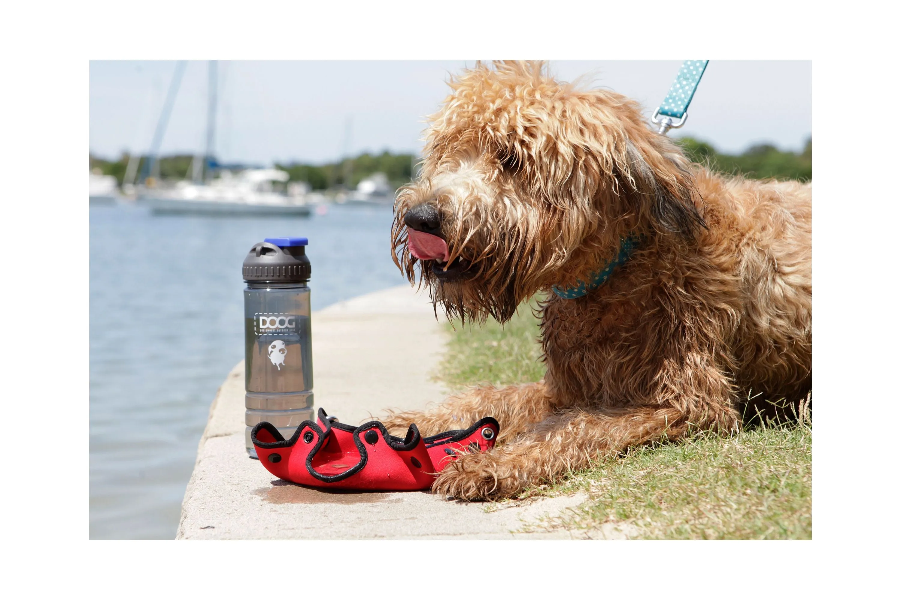 Portable 3 in 1 Water Bottle & Bowl